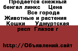 Продается снежный бенгал(линкс) › Цена ­ 25 000 - Все города Животные и растения » Кошки   . Удмуртская респ.,Глазов г.